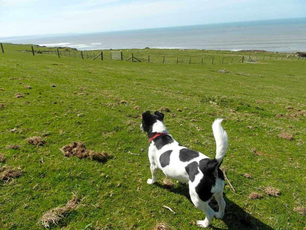 Morfa Bychan Holiday Park
