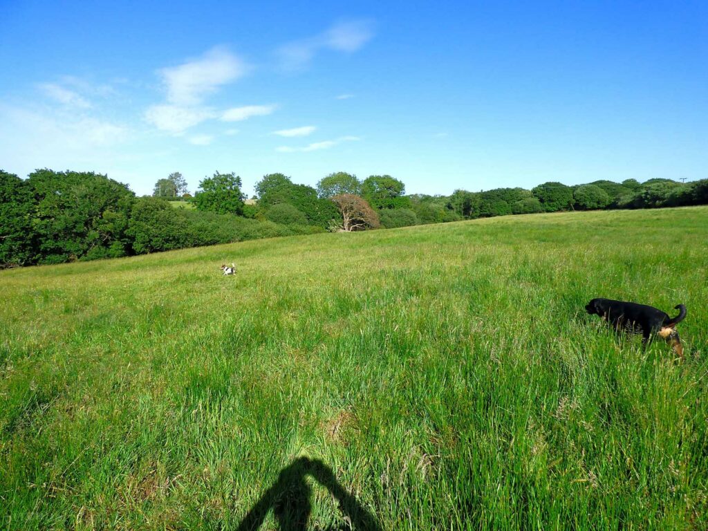 Martletwy Campsite