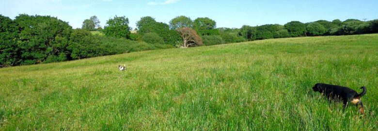 Martletwy Campsite