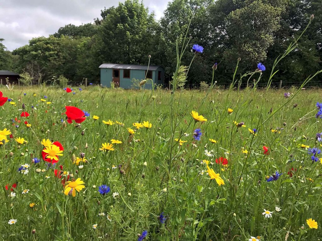 Wild Meadow Camping