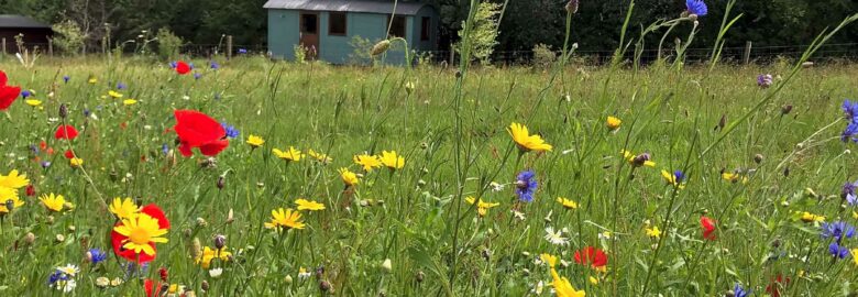 Wild Meadow Camping
