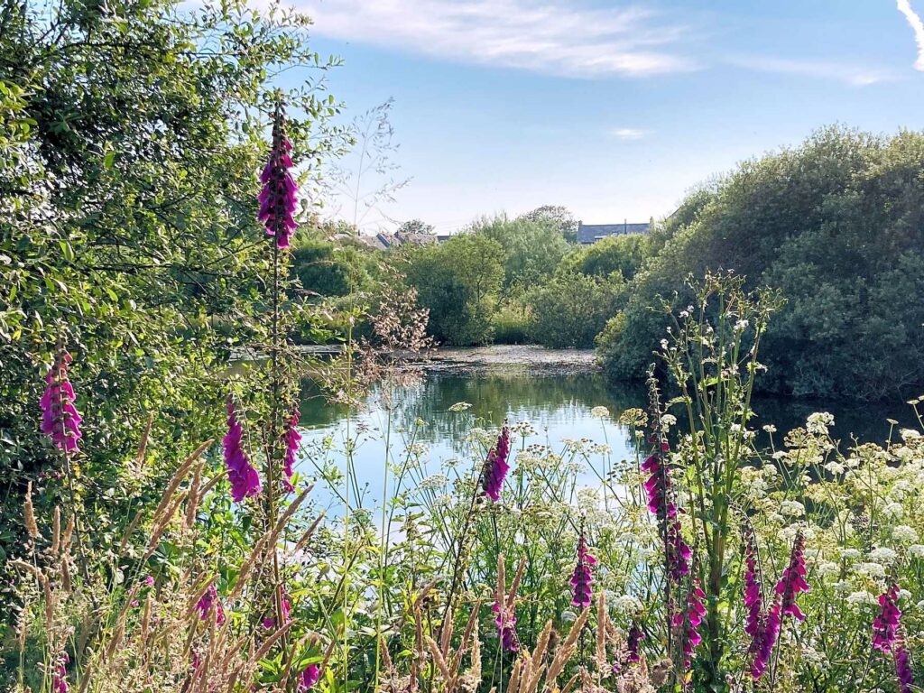 Foxglove Camping and Glamping