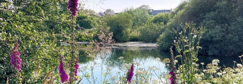 Foxglove Camping and Glamping