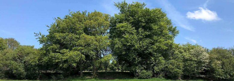 Willow Acres Campsite