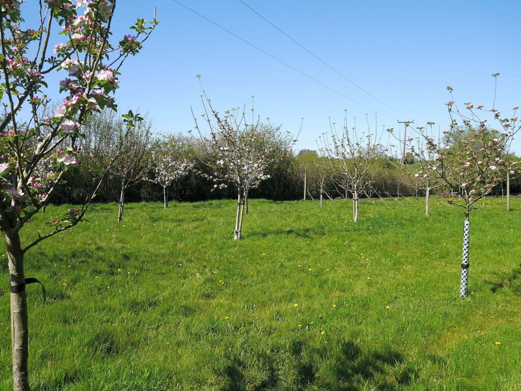The Den and Orchard