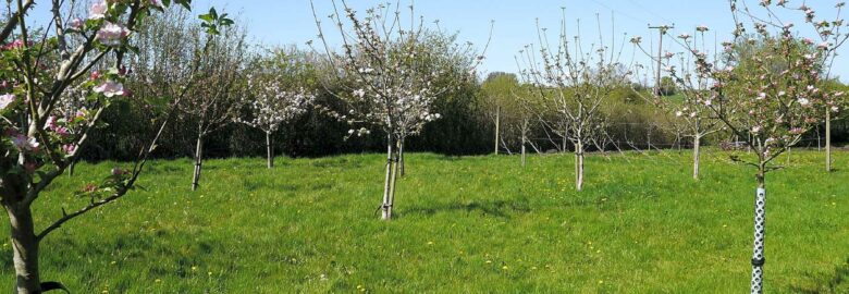 The Den and Orchard