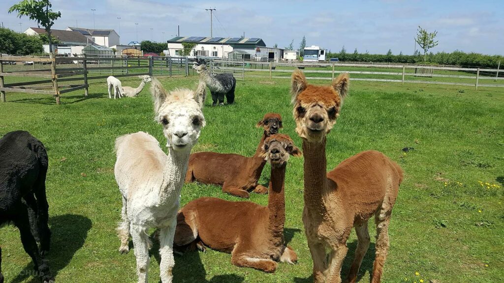 Marshlands Alpacas
