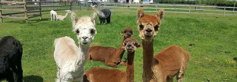 Marshlands Alpacas