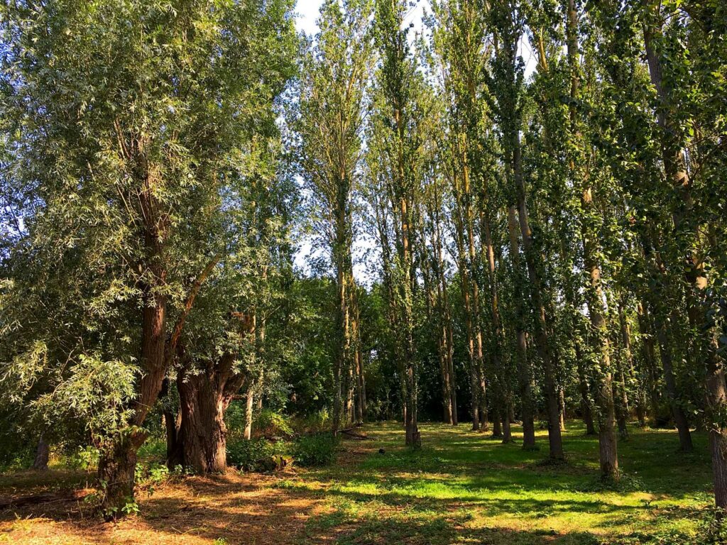Puddledock Woods Camping