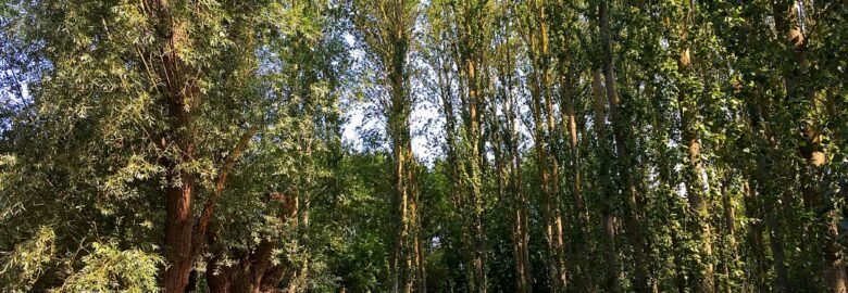 Puddledock Woods Camping