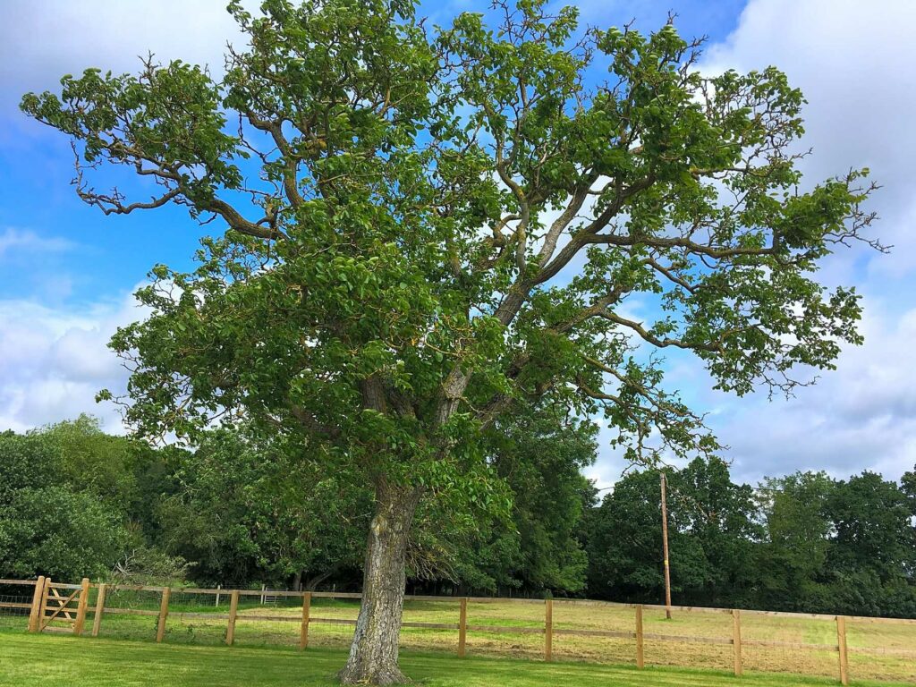 Walnut Tree Meadow Camping
