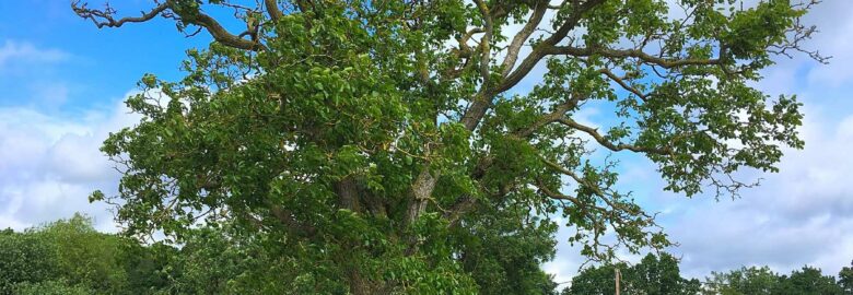 Walnut Tree Meadow Camping