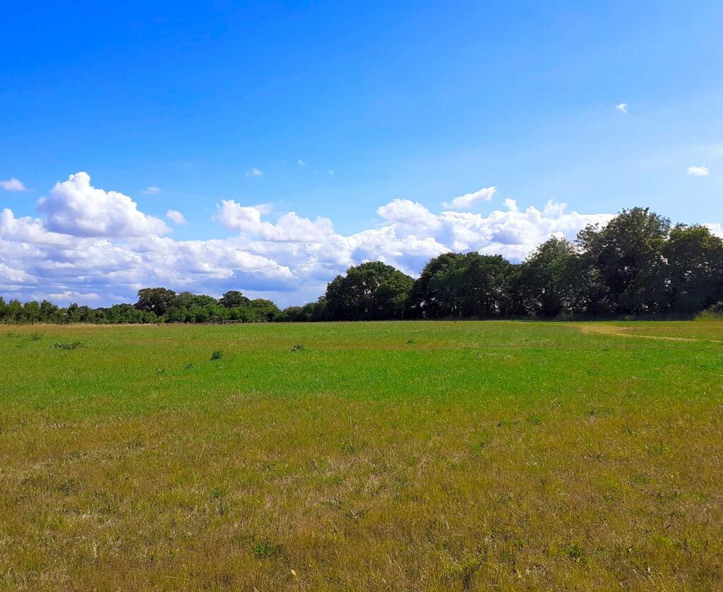Magpie Meadow
