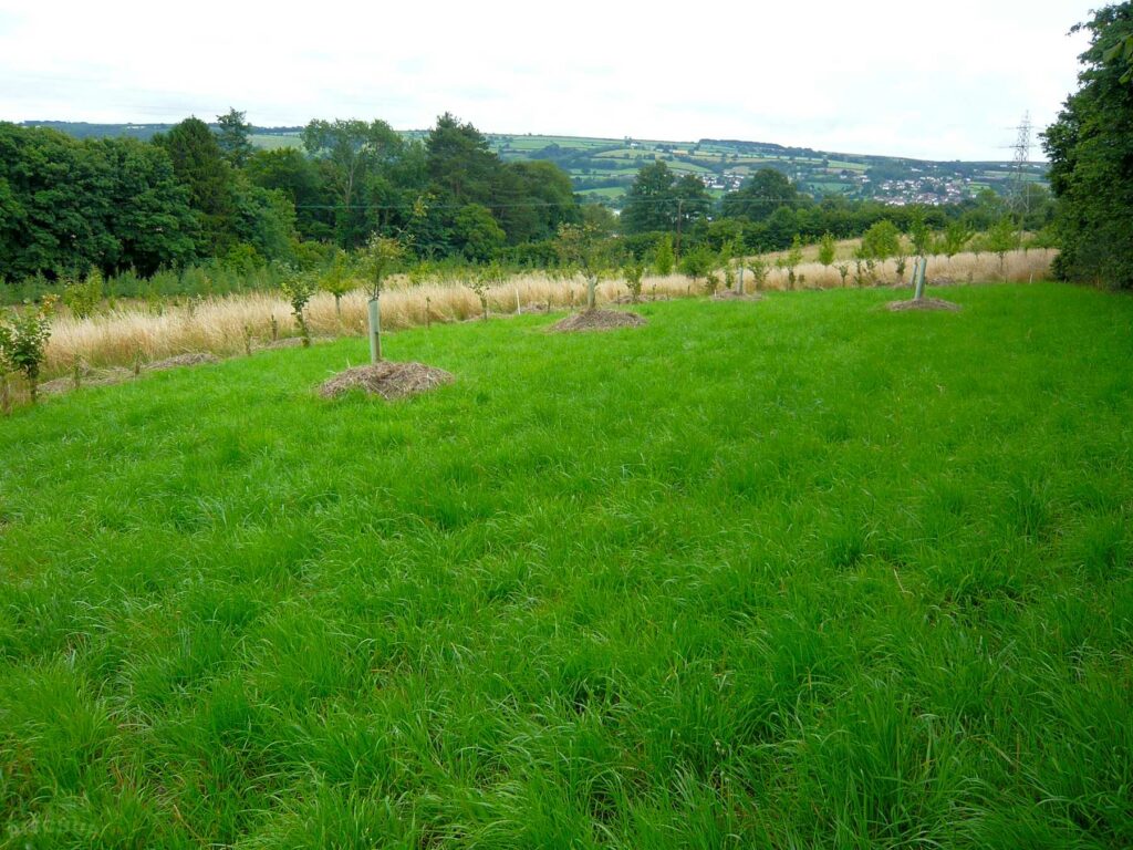 Butcombe New Woods