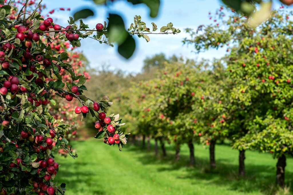 Dorset Nectar Orchard Campsite