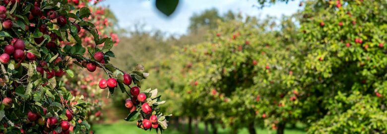 Dorset Nectar Orchard Campsite