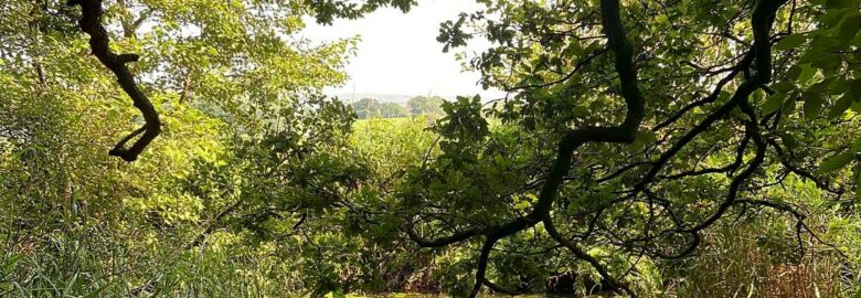 Broadleaf Forest Adventures