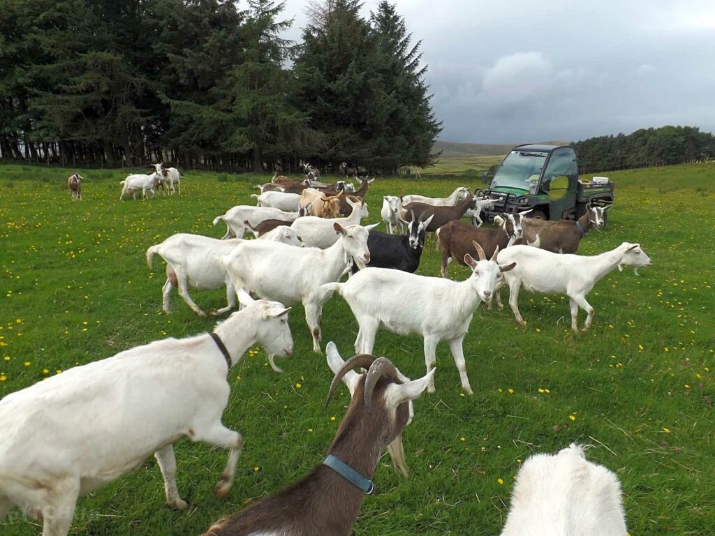 Piper Hole Goat Farm