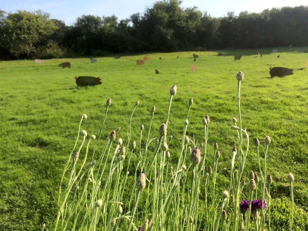 Ditchling Camping