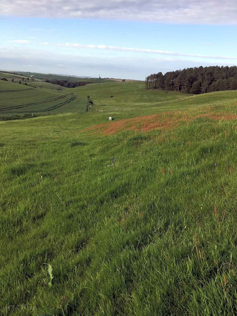 Loscombe Farm