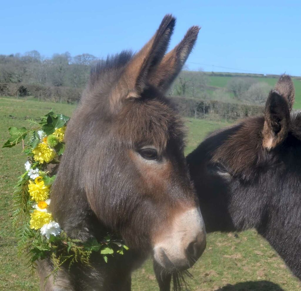 Blackwater Farm