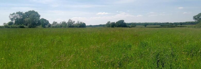 Berrowsfield Farm Meadow Campsite