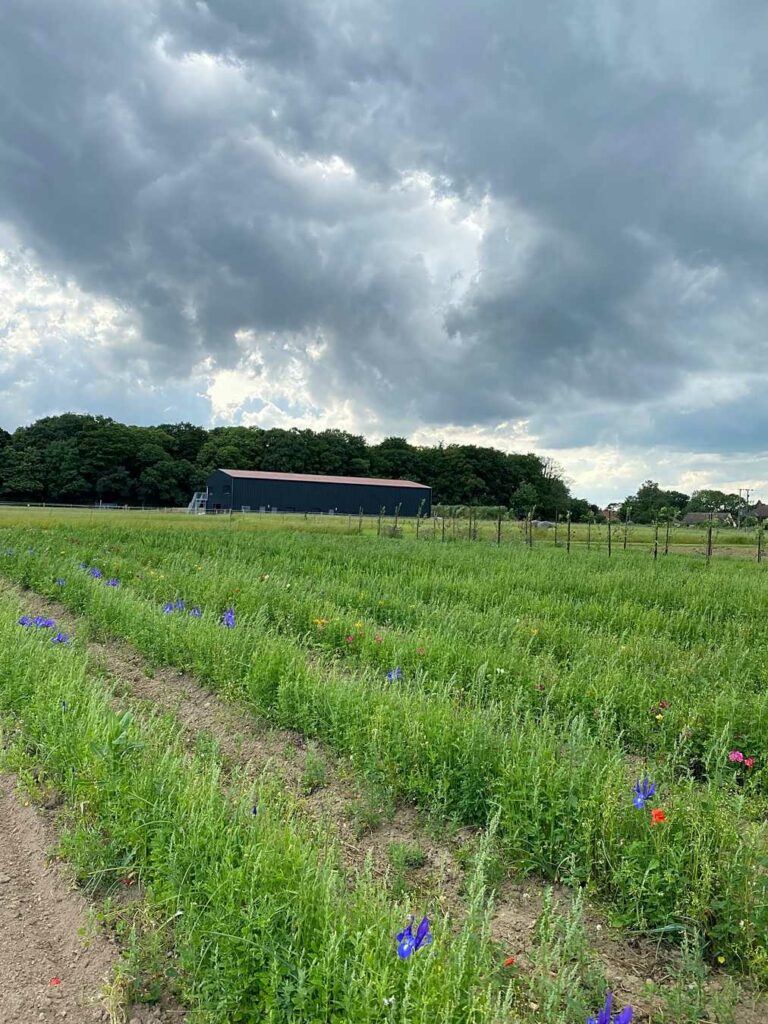 Black Barn Farm