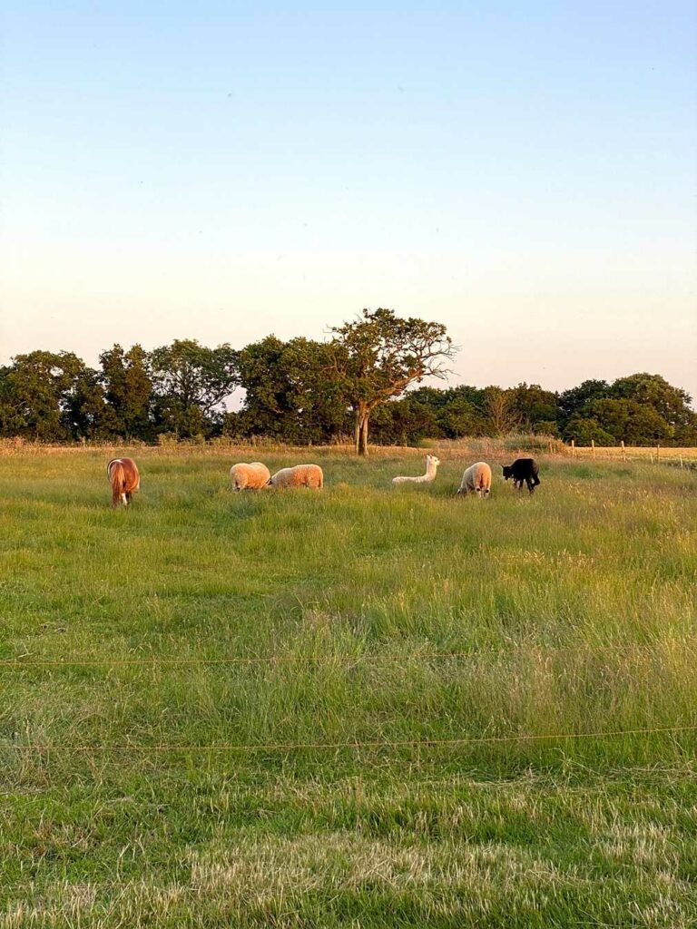 Huggle Farm
