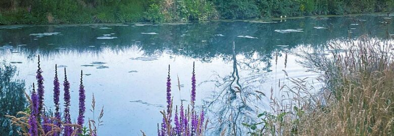Misty Meadows