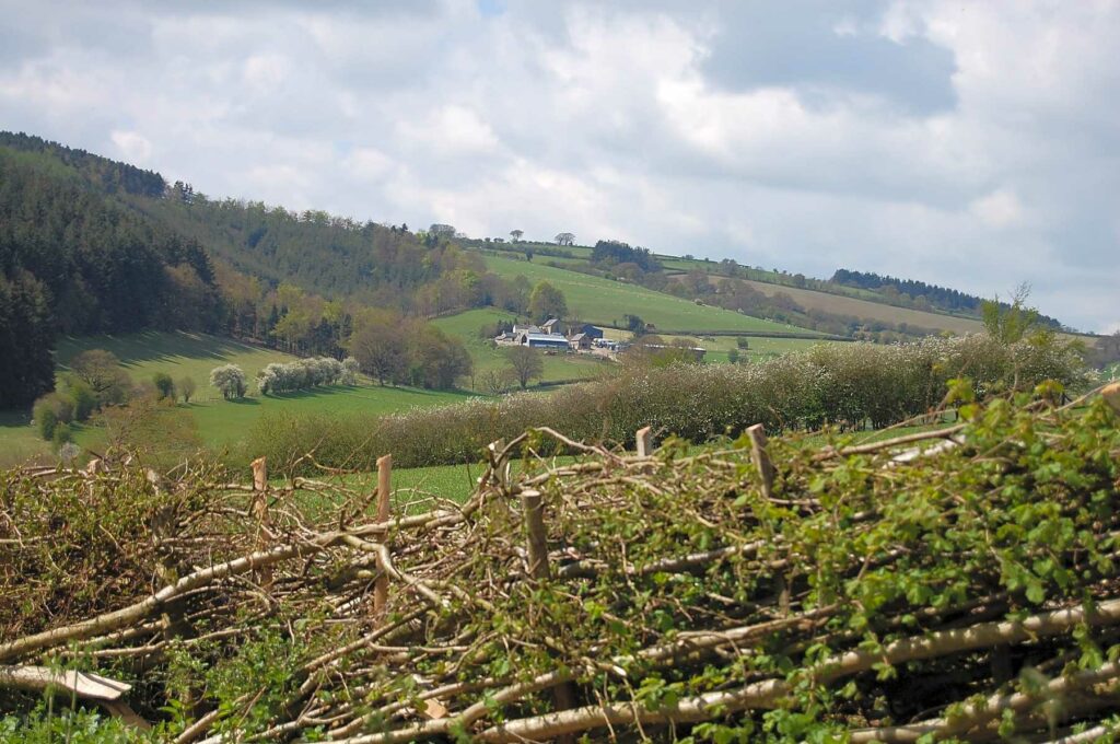 Woodbatch Camping and Glamping