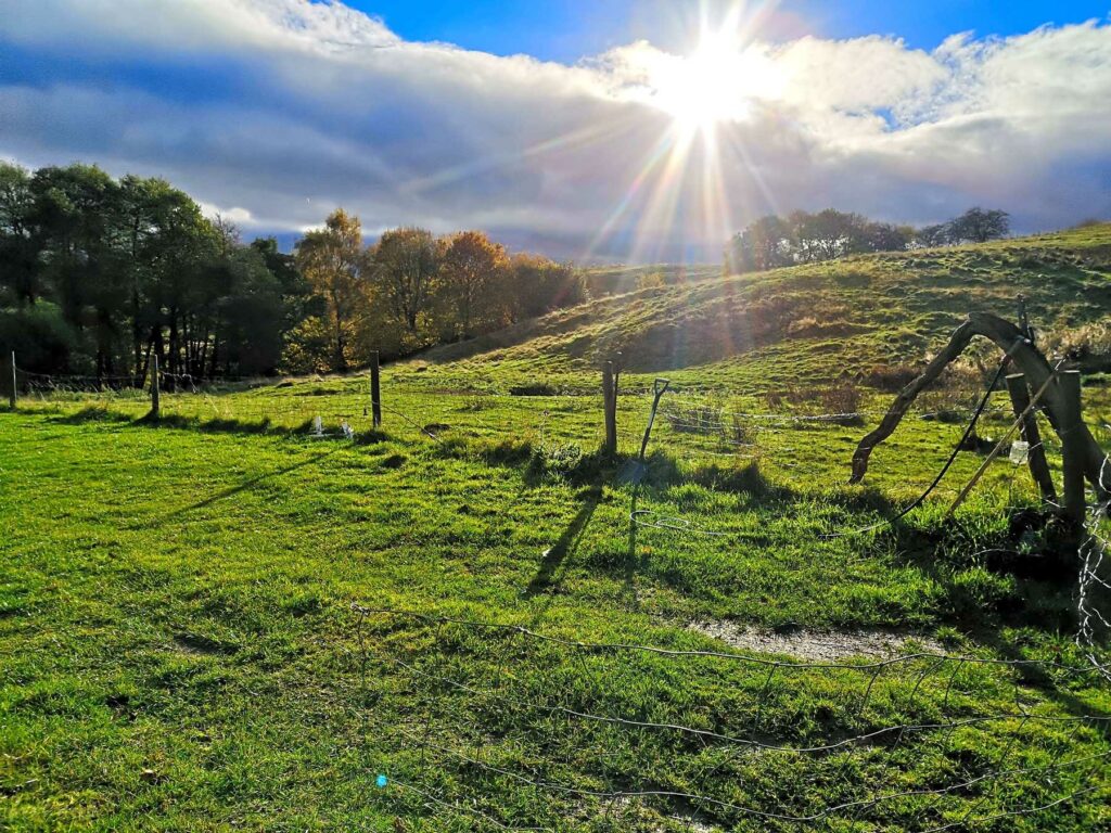 Mowbray Meadow