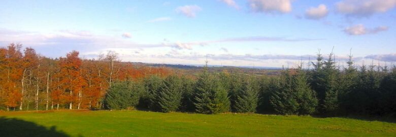 Gidleigh Wood